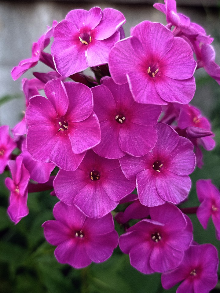 Summer Colors
