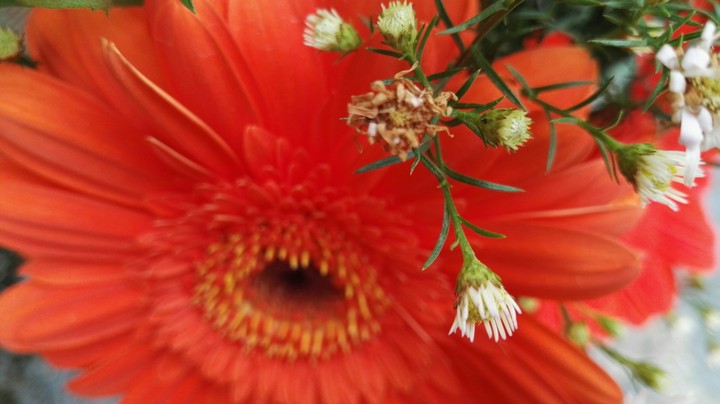 flor