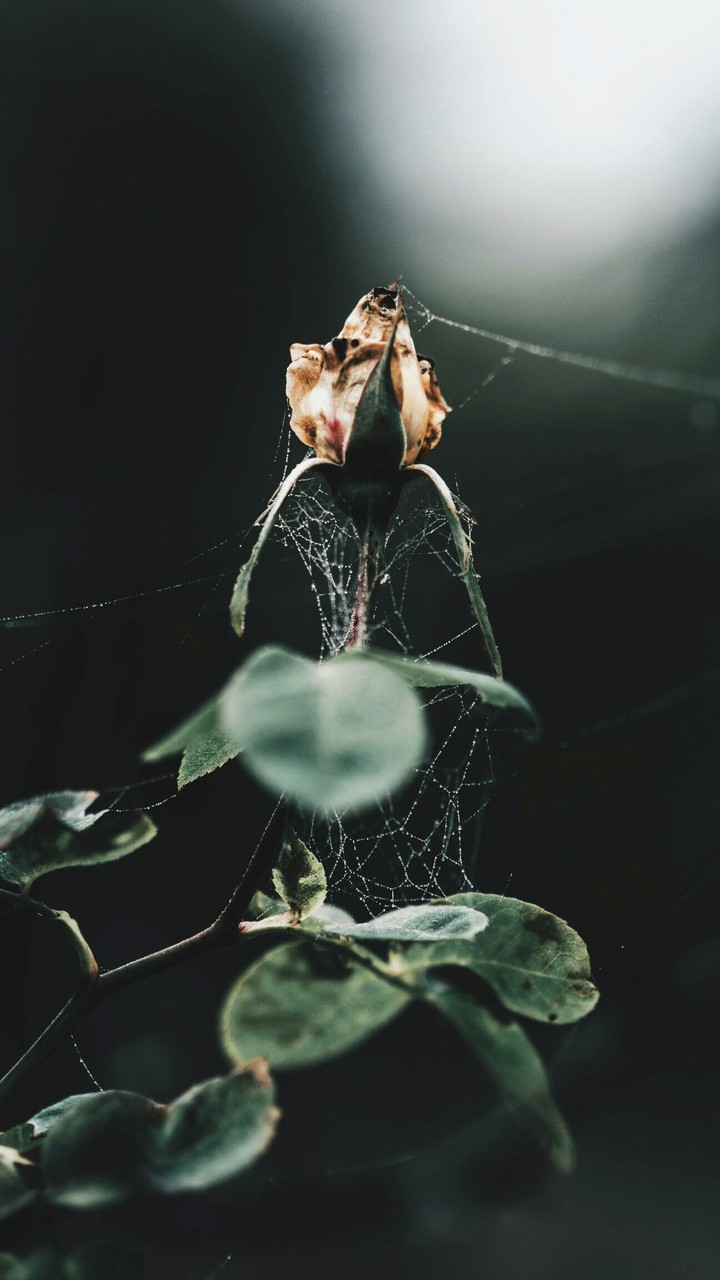 Dead Flower