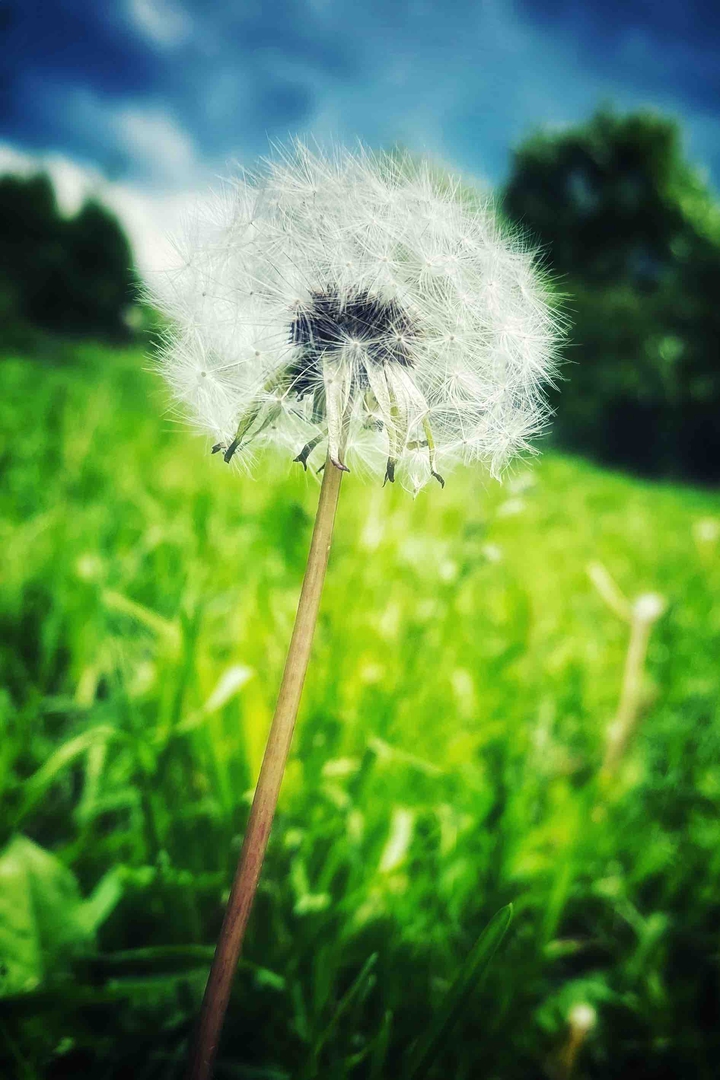 dandelions