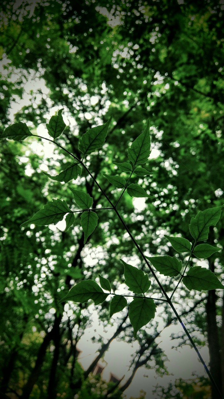 nature