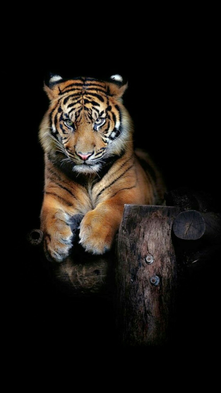 Look at the expression on the face.