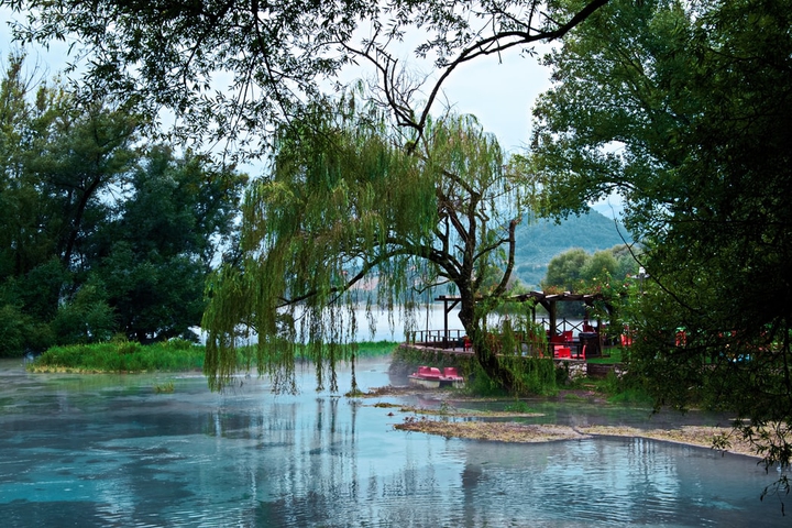 Floating Tree