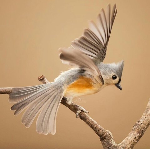 wing, beak háttérképek