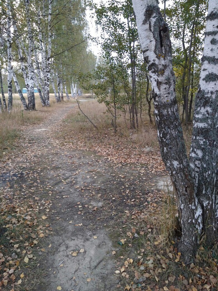 лес, осень