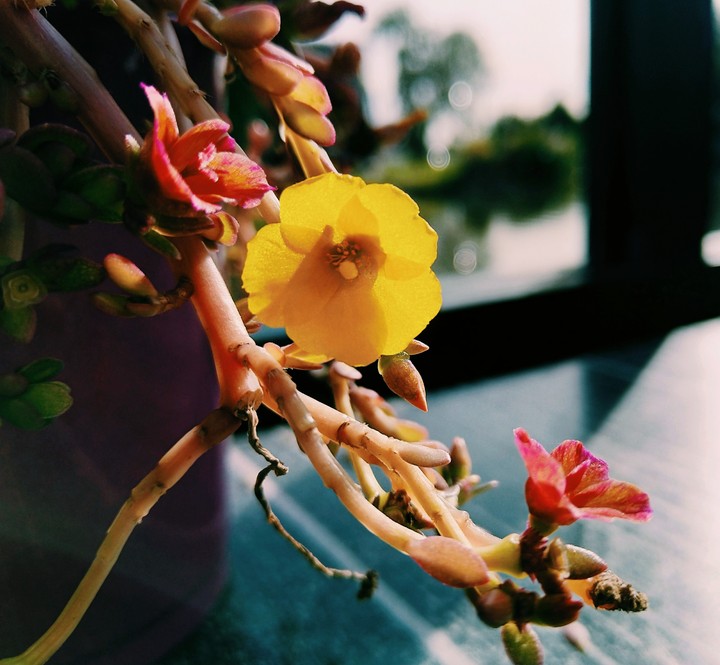little yellow flower