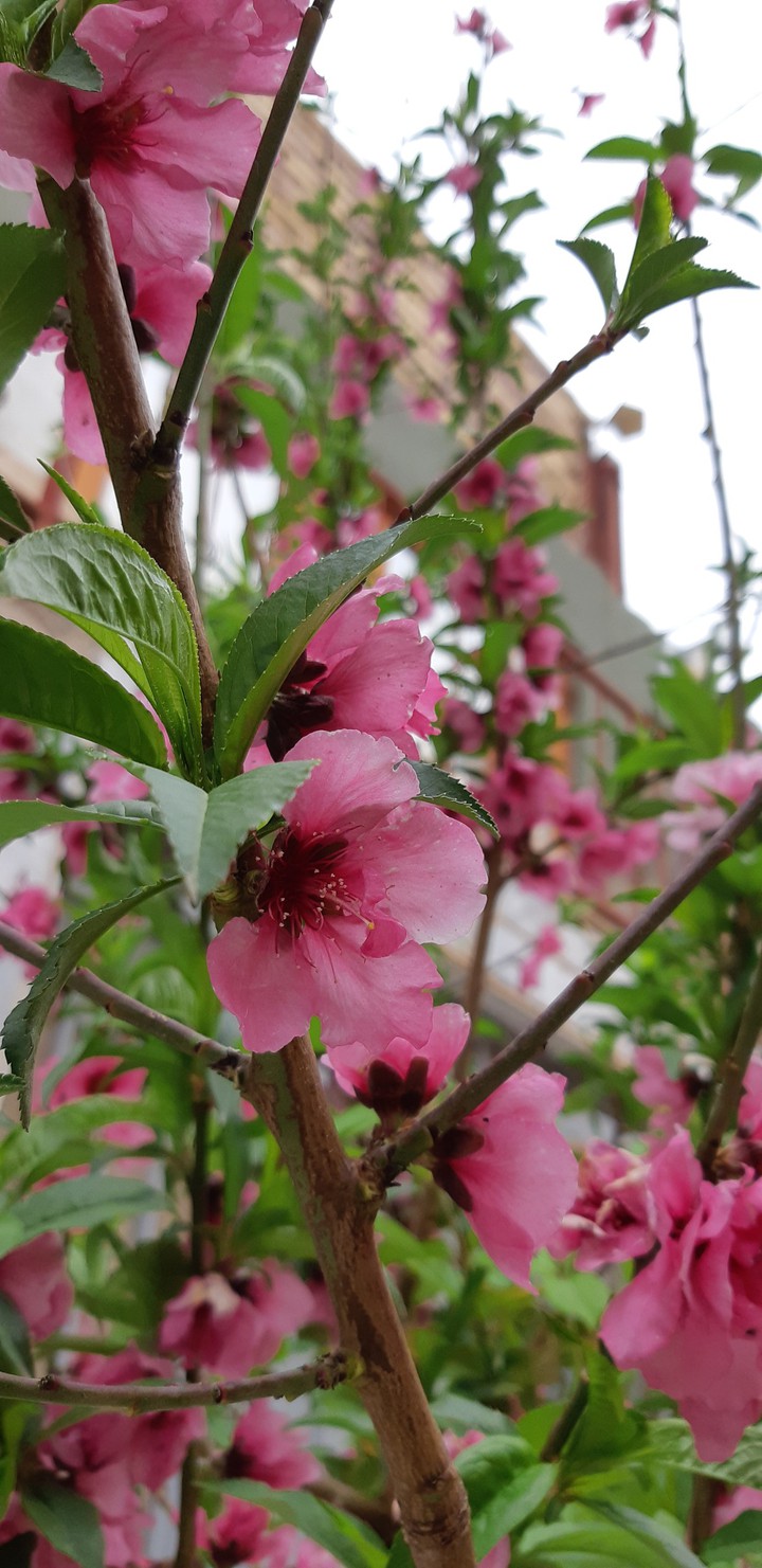 spring