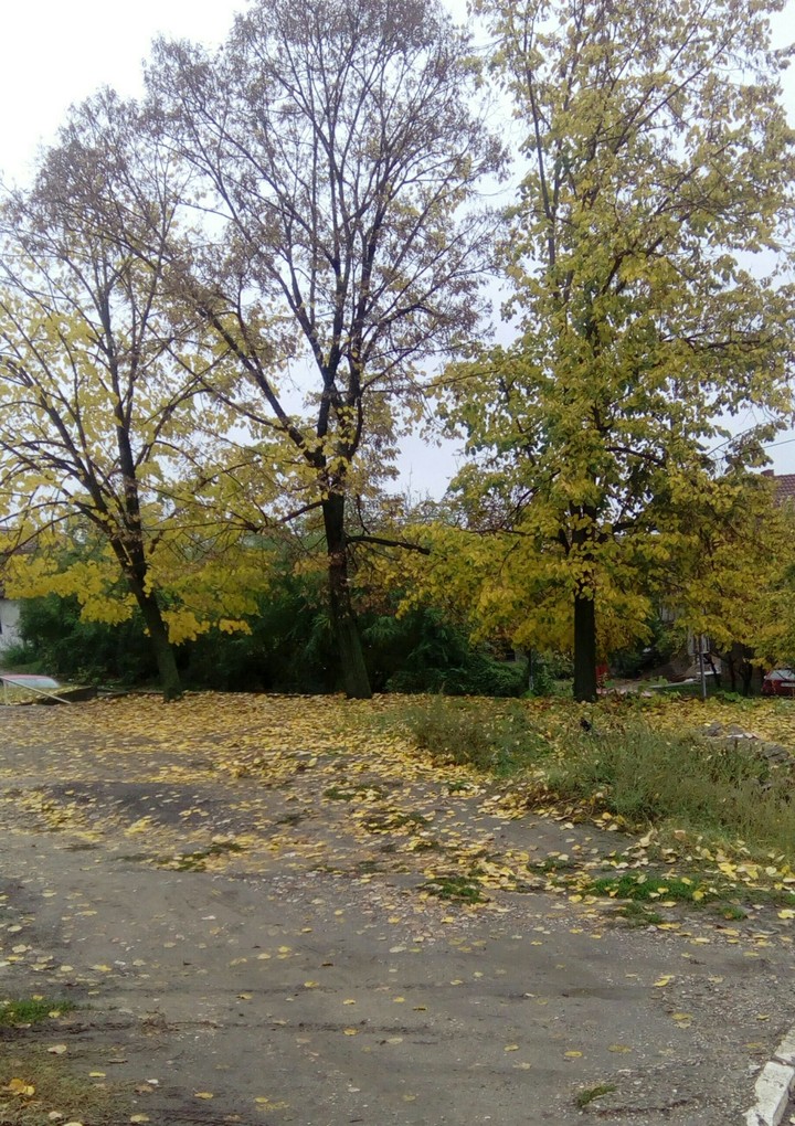 autumn