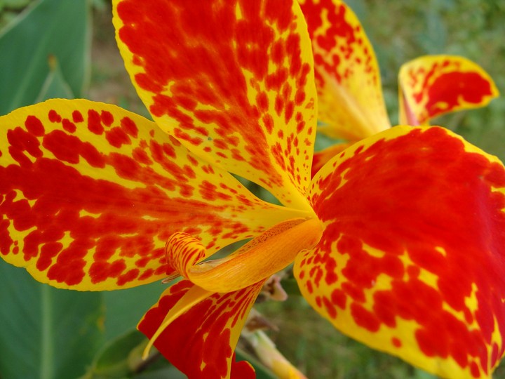 Flor