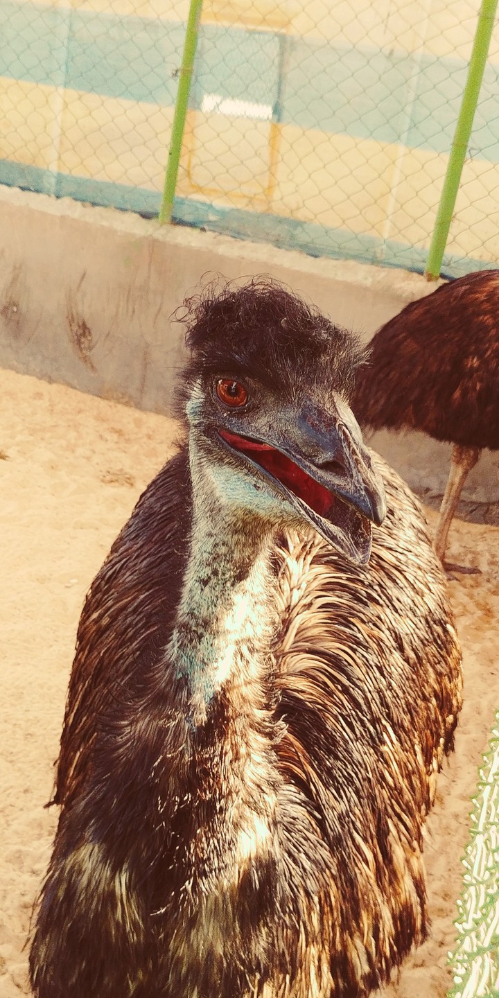 animal