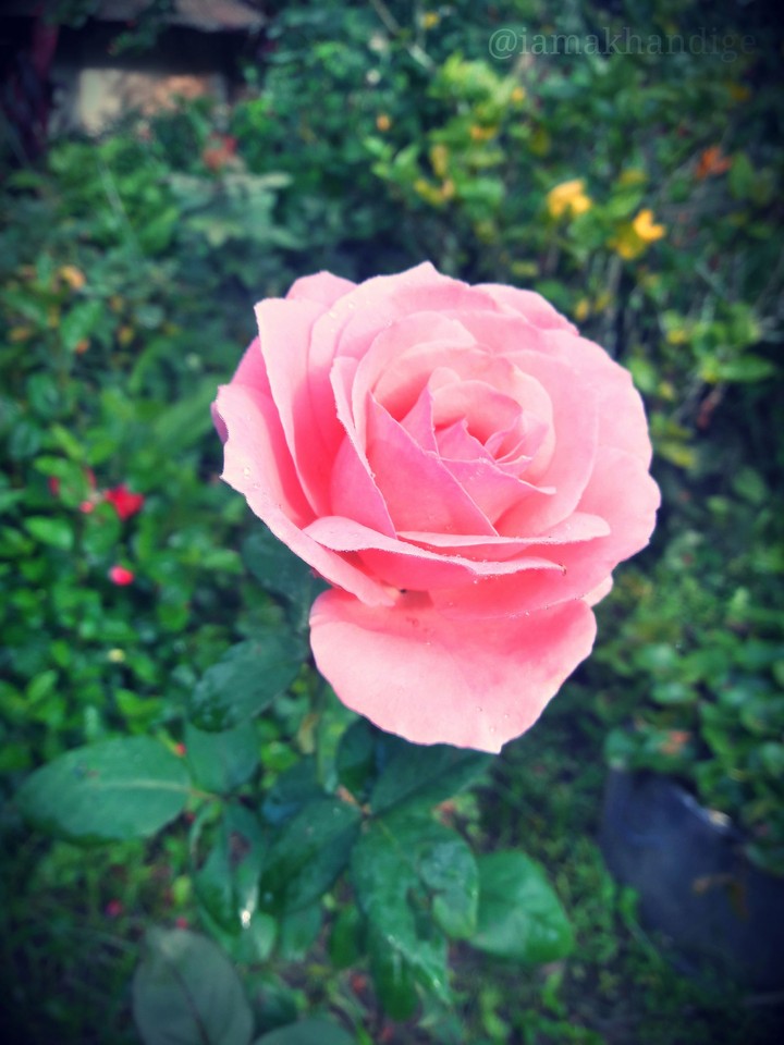 pink rose