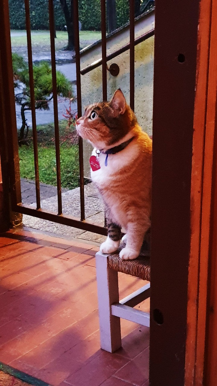 birba