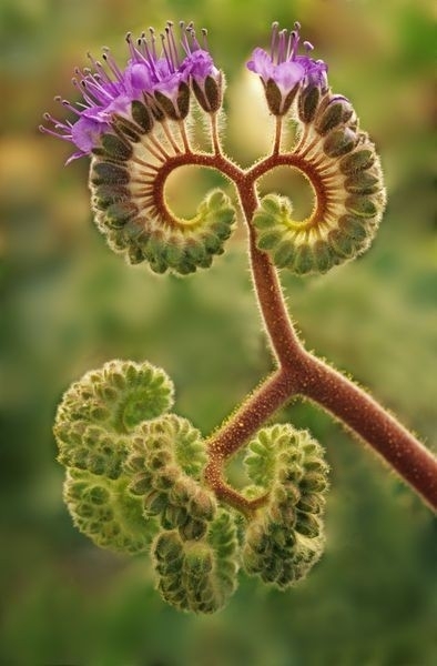 nature