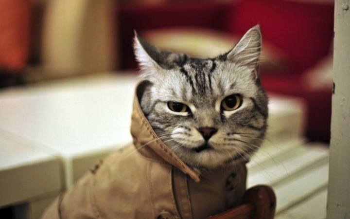cat