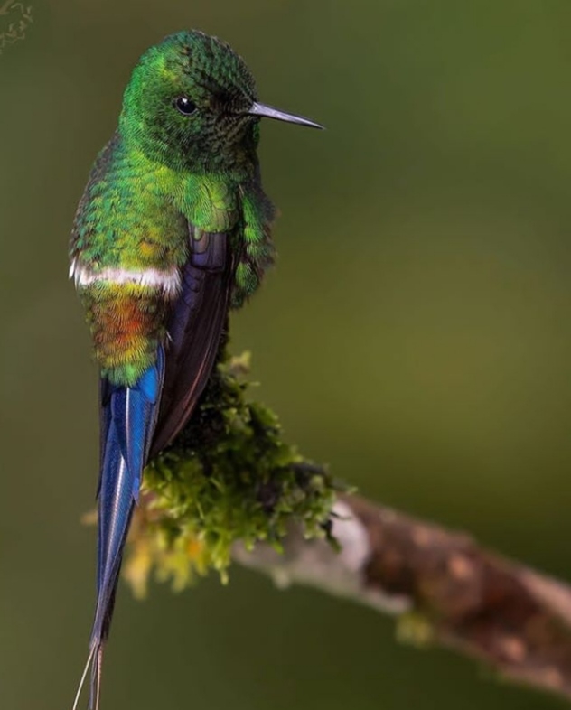 Bird