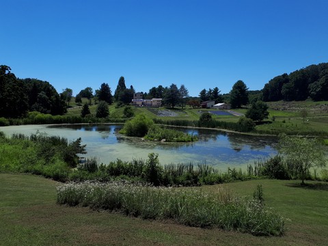 lavender farm