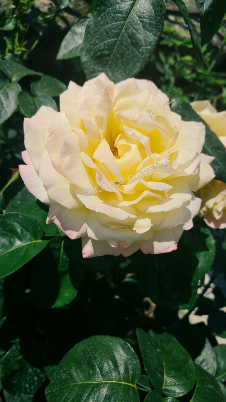 rose