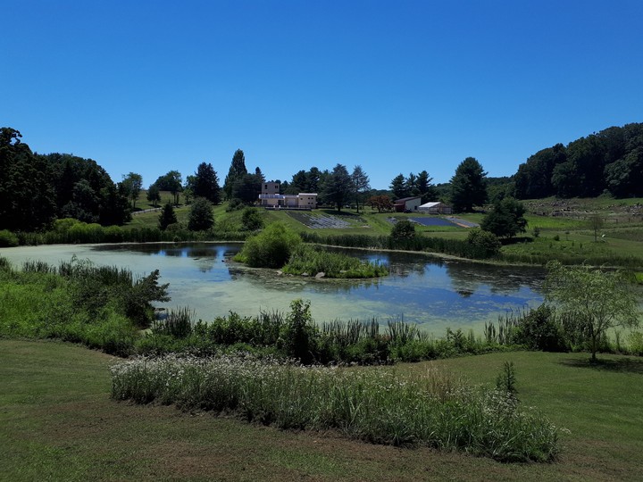 lavender farm