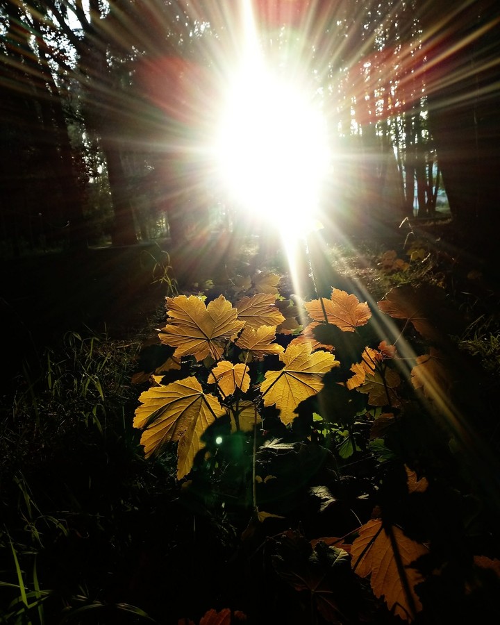 Autumn