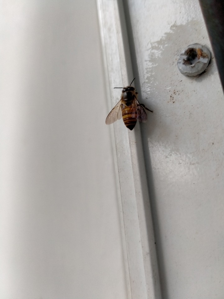 im alright, not get a sting;)