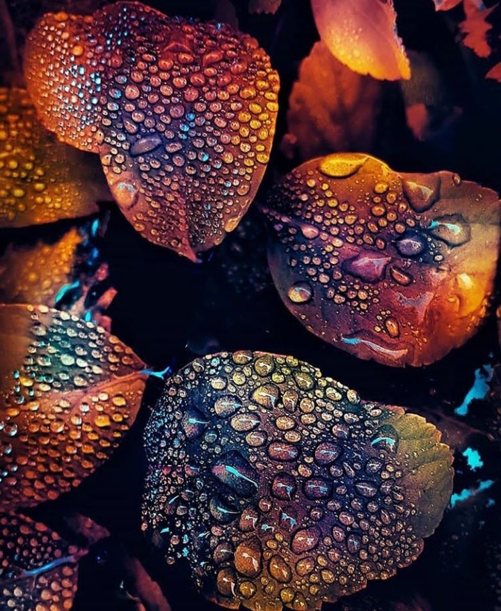 Drops
