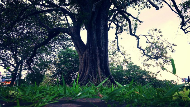 cool trees