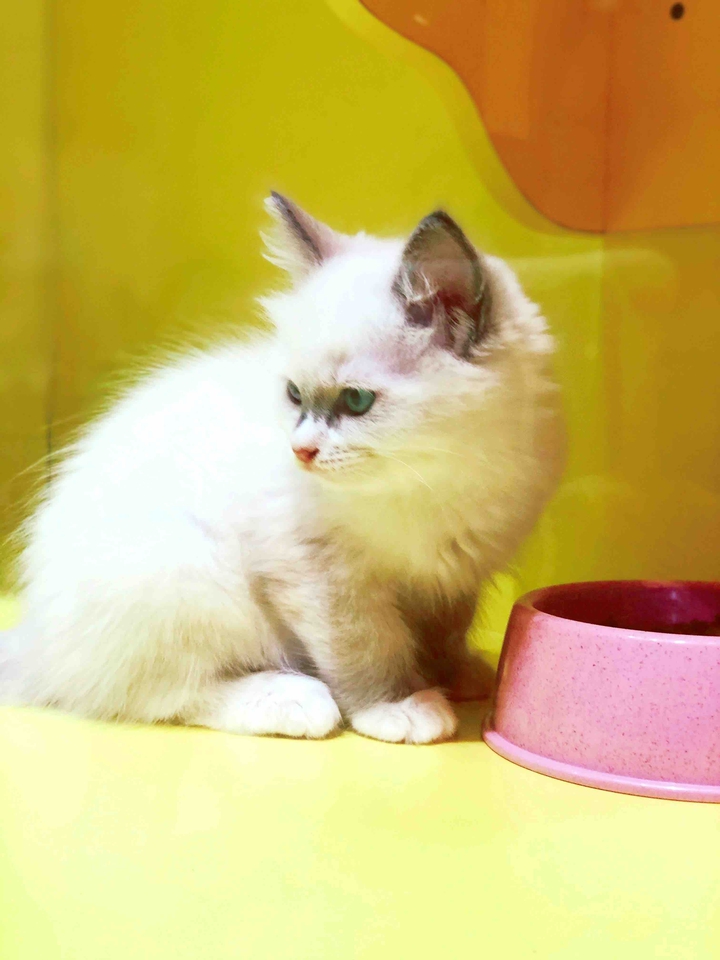 kitty