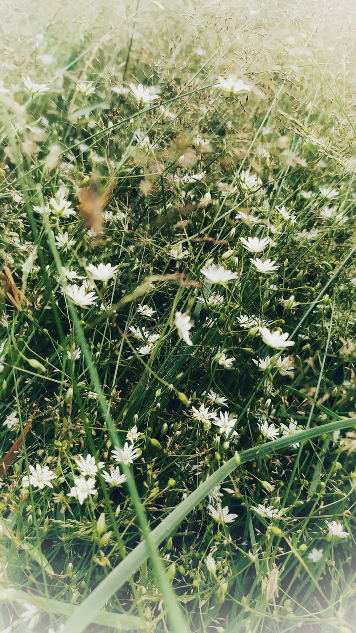 Field