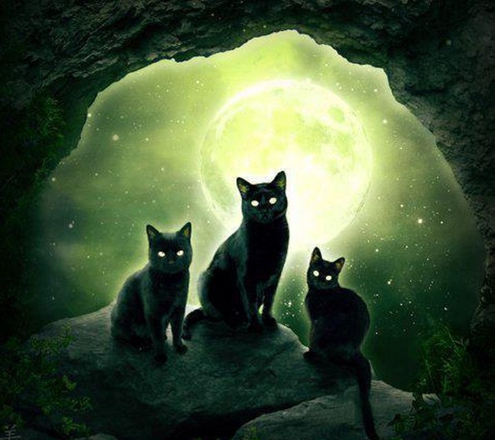 cats