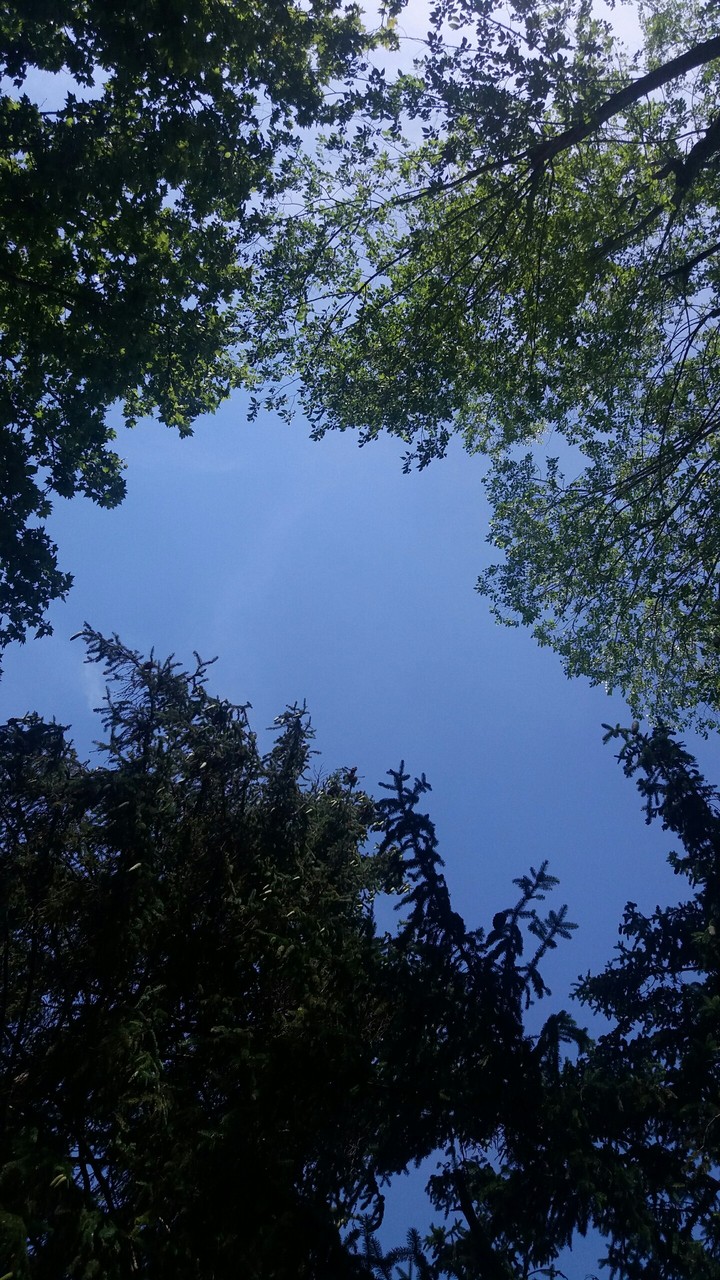 Cielo