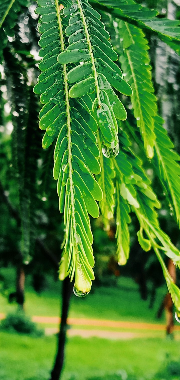 Leaf