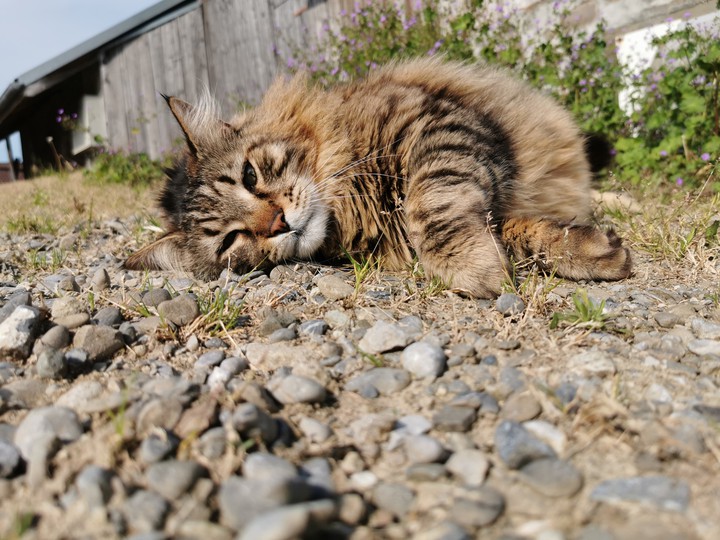 cat