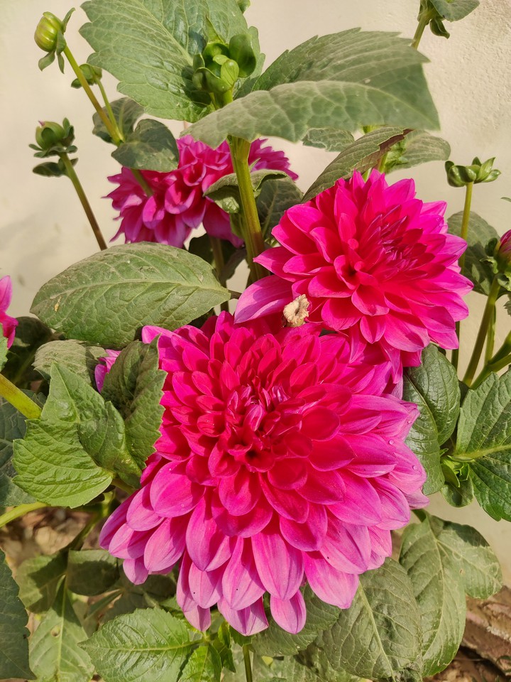 Blooming Flowers