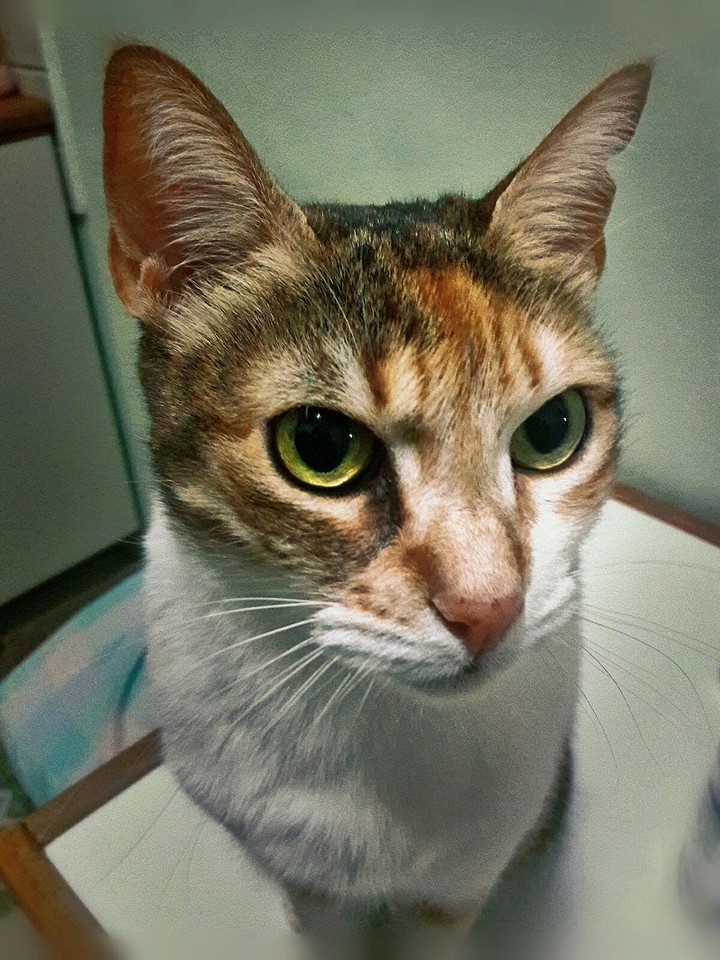 Cat Portrait