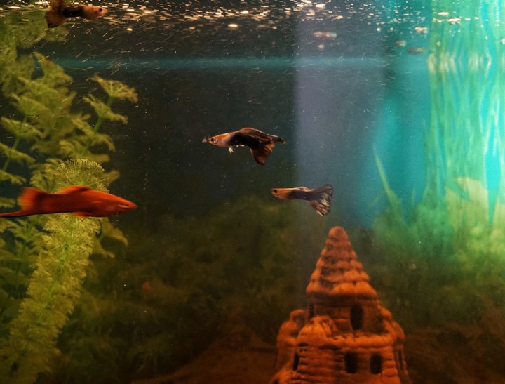 My little world