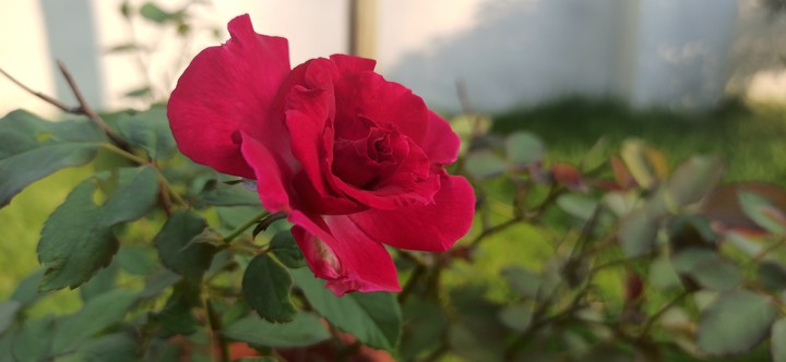 rose