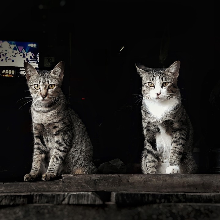 Two cats