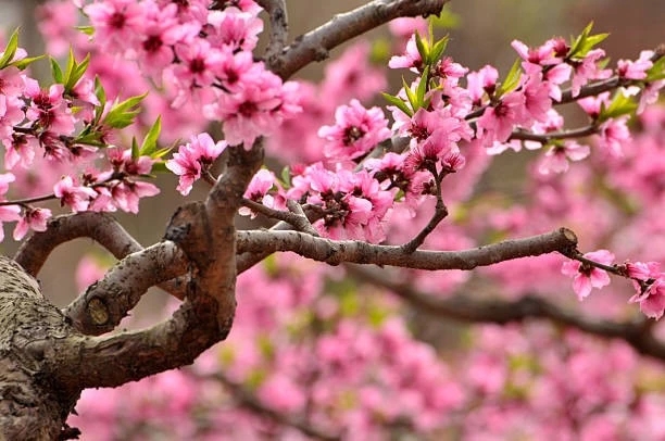 pink peach blossoms