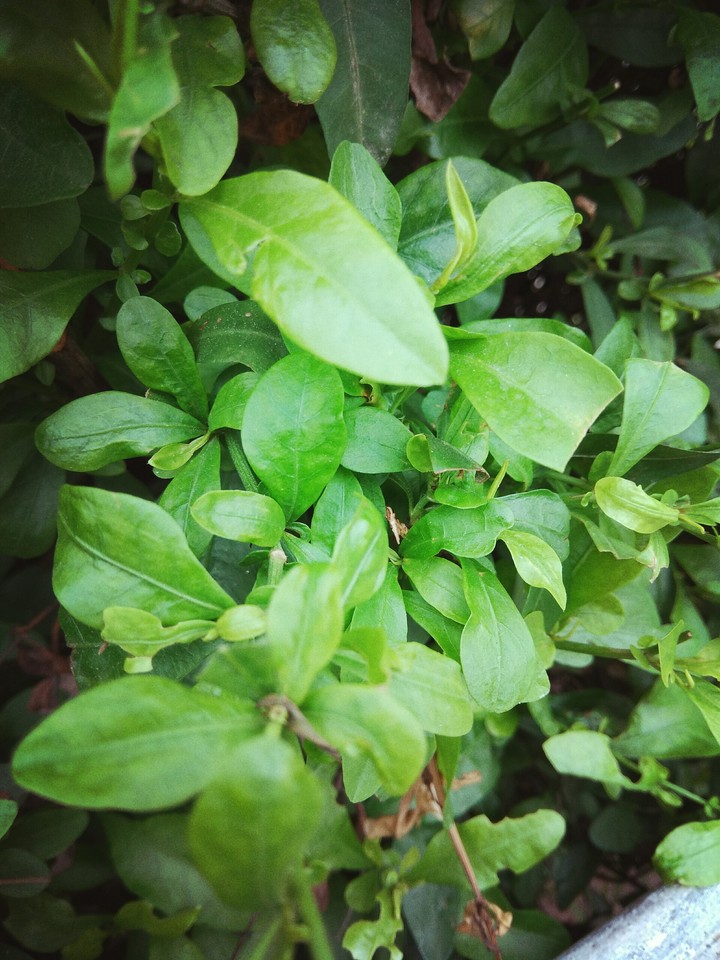 leafs