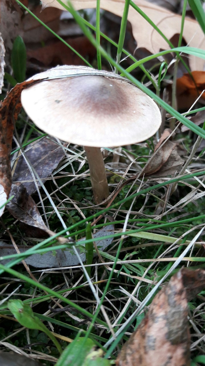 mushroom