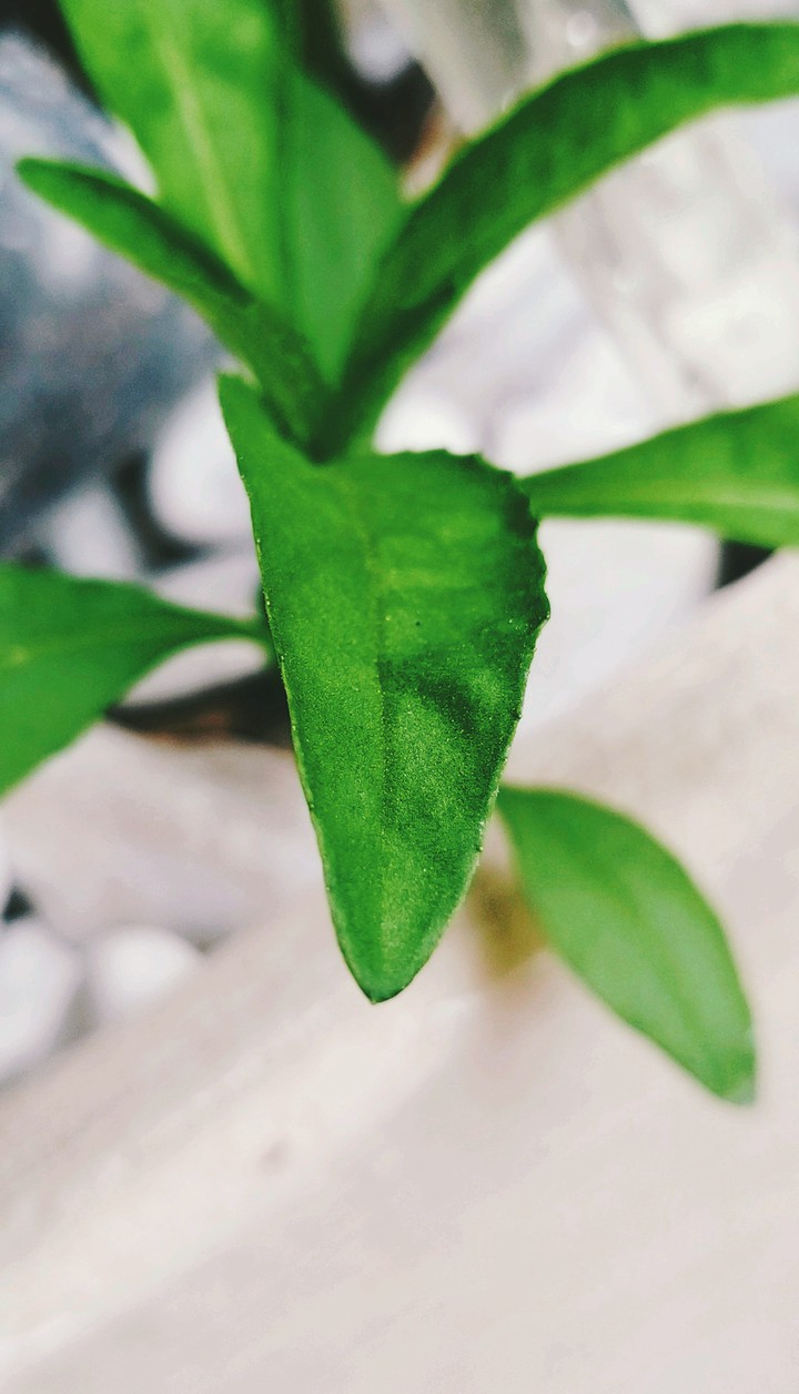 Plantas