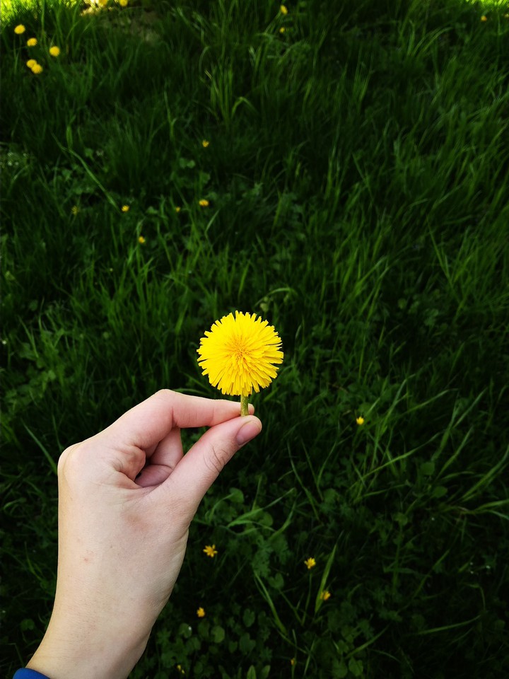 Dandelion