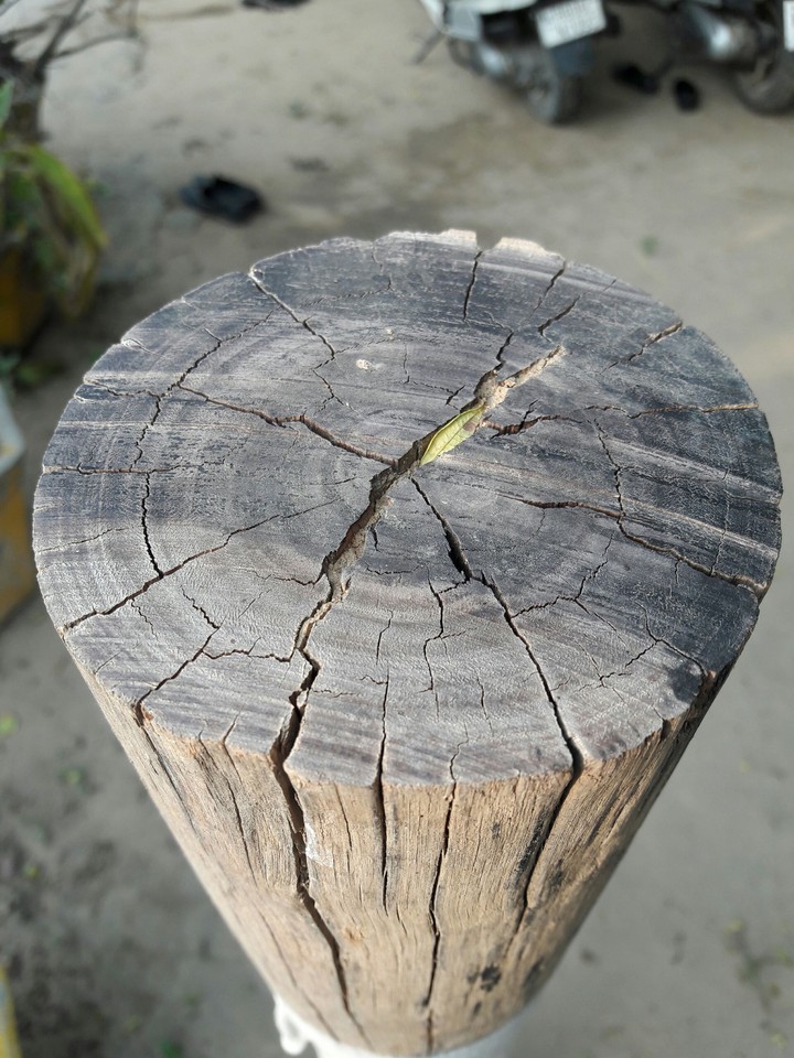 wood