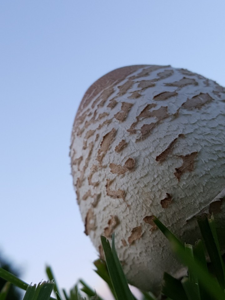 wild mushroom