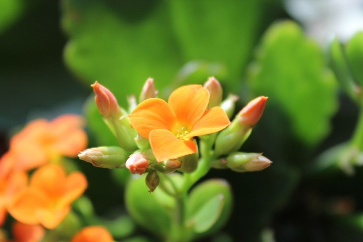 Kalanchoe