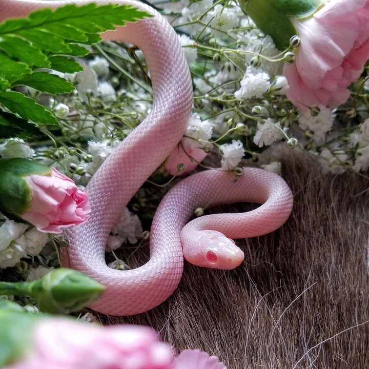 Cute snake