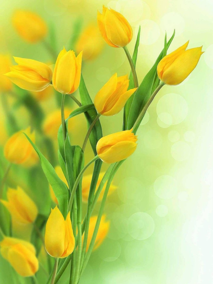 roses, jaune, fleurs