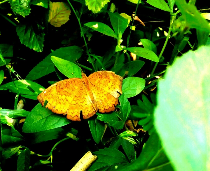 Butterfly!!!!