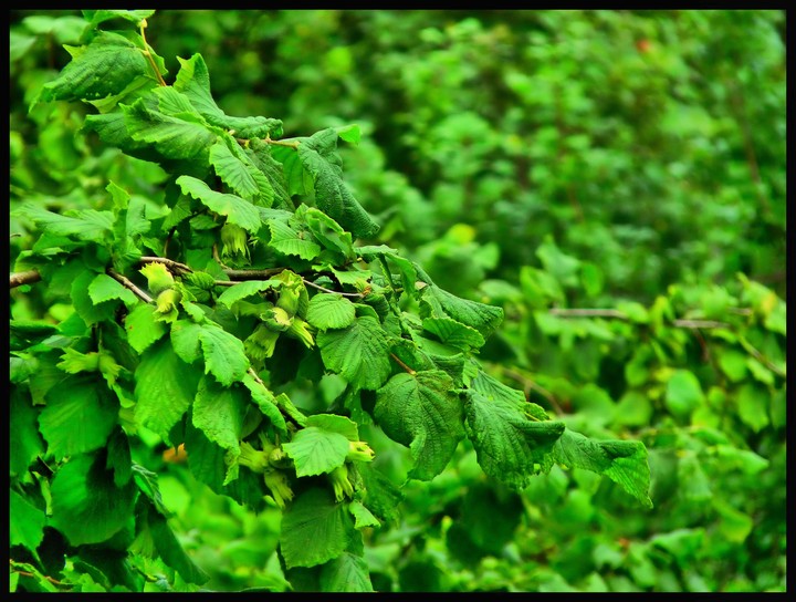 hazelnut