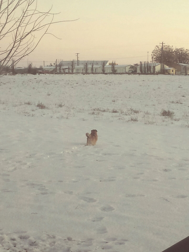 Snow Dog